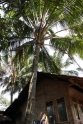 Thomas up a palm tree, Java Pangandaran Indonesia